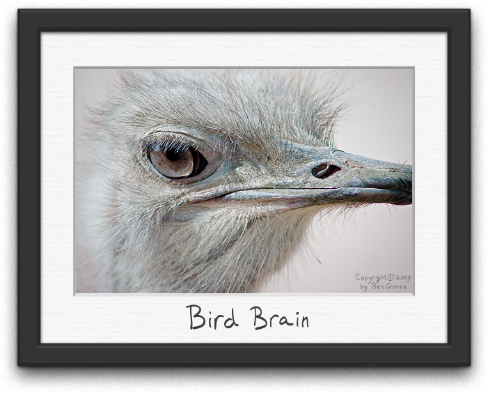 Bird Brain