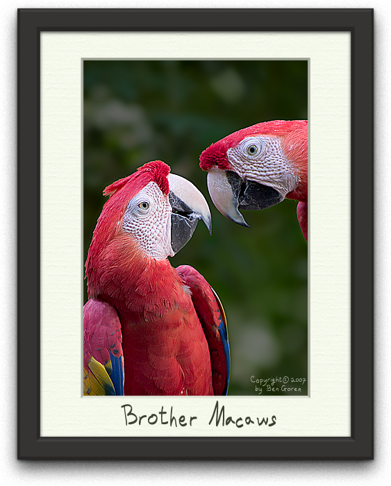 Brother Macaws